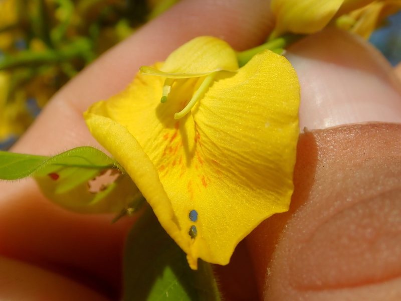 Callisthene fasciculata, photographed by Tsssss