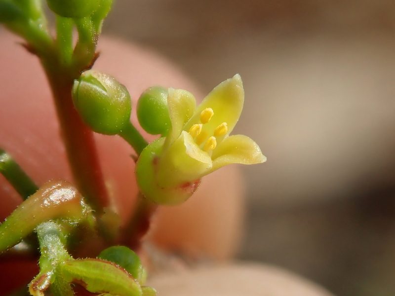 Commiphora leptophloeos, photographed by Tsssss