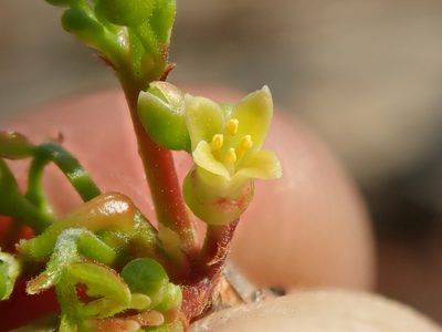 Commiphora leptophloeos, photographed by Tsssss