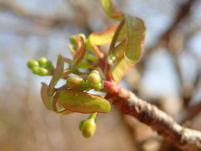 Commiphora leptophloeos, photographed by Tsssss