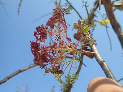 Commiphora leptophloeos, photographed by Tsssss