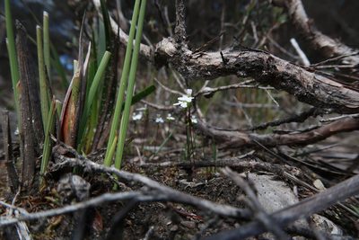 Stylidium perpusillum, photographed by Cowirrie