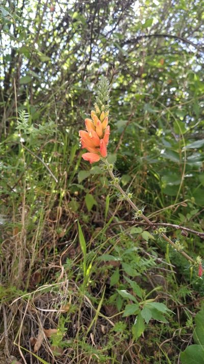Lamourouxia multifida, photographed by IA braham