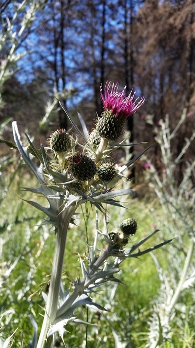 Cirsium douglasii, photographed by Alex