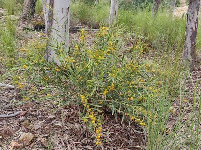 Daviesia mimosoides, photographed by Donald Hobern