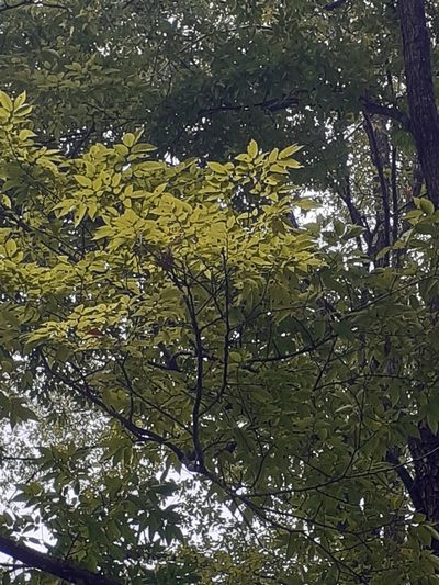Ulmus mexicana, photographed by Jalil R.