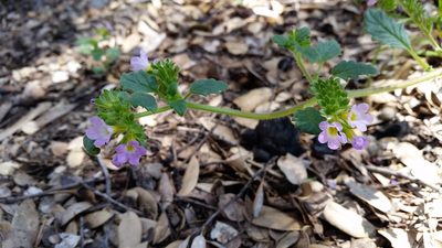 Phacelia suaveolens, photographed by Alex