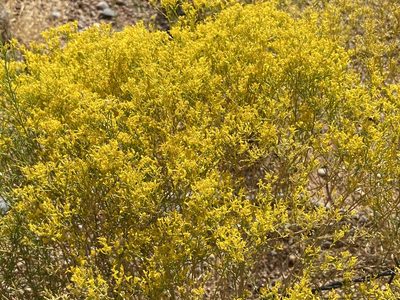 Gutierrezia microcephala, photographed by CK2AZ