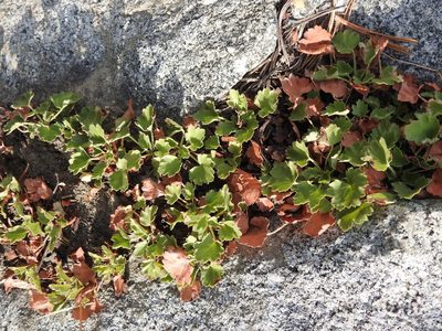 Heuchera rubescens, photographed by Hydrocycler (Elizabeth Dougherty)