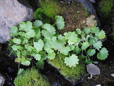 Micranthes odontoloma, photographed by Hydrocycler (Elizabeth Dougherty)