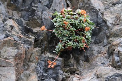 Androsace laevigata, photographed by Steph Cárdenas