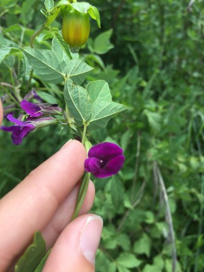Cologania biloba, photographed by Mariana Yuste Ramírez