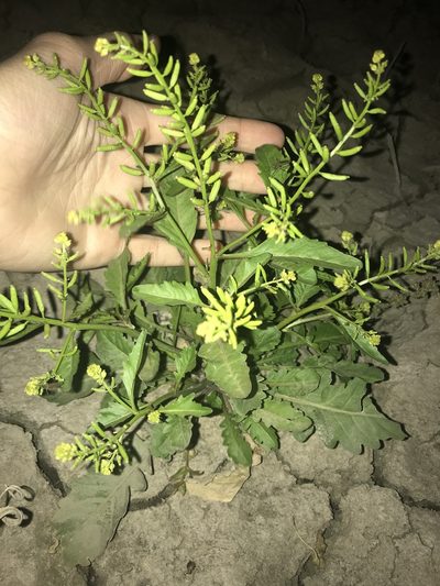 Rorippa sessiliflora, photographed by Ryan Donnelly