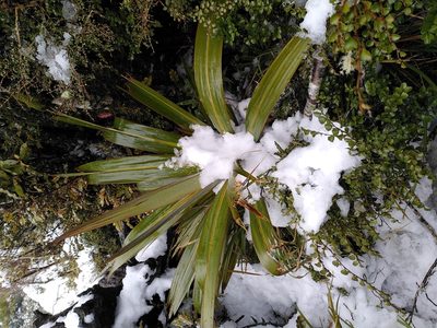 Cordyline indivisa, photographed by Loïc Chalmandrier