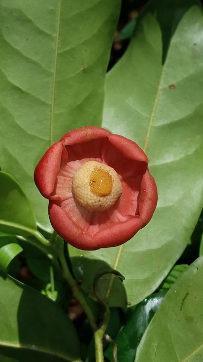 Uvaria narum, photographed by R K