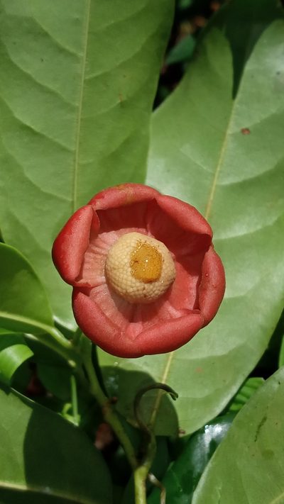 Uvaria narum, photographed by R K