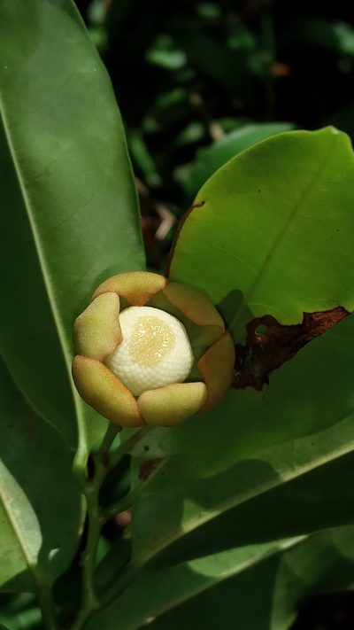 Uvaria narum, photographed by R K