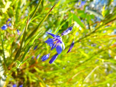 Stypandra glauca, photographed by Kiri Bee