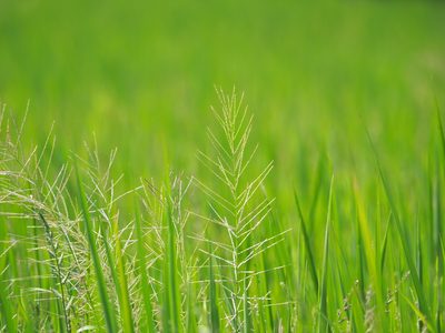Leptochloa chinensis, photographed by 葉子