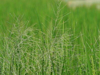 Leptochloa chinensis, photographed by 葉子