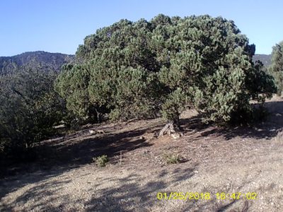 Juniperus excelsa, photographed by Михаил Орлов
