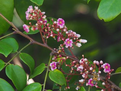 Averrhoa carambola, photographed by 葉子