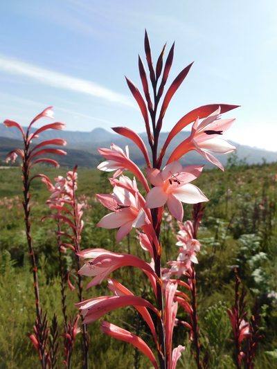 Watsonia knysnana, photographed by Rebecca Ryen-Stols