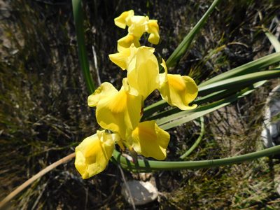Moraea spathulata, photographed by Rebecca Ryen-Stols