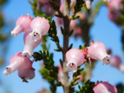 Erica glomiflora, photographed by Rebecca Ryen-Stols