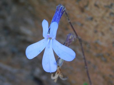 Lobelia dichroma, photographed by Rebecca Ryen-Stols