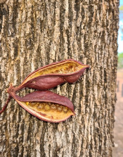 Brachychiton diversifolius, photographed by Ben Lewis