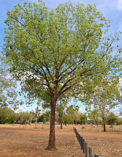 Brachychiton diversifolius, photographed by Ben Lewis