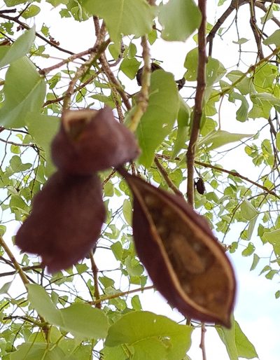 Brachychiton diversifolius, photographed by Ben Lewis