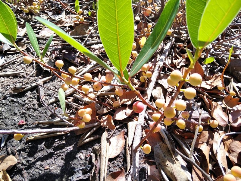 Ficus verruculosa, photographed by Jonathan Whitaker