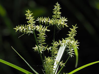 Cyperus pilosus, photographed by 葉子
