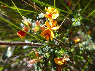 Pultenaea scabra, photographed by Kiri Bee