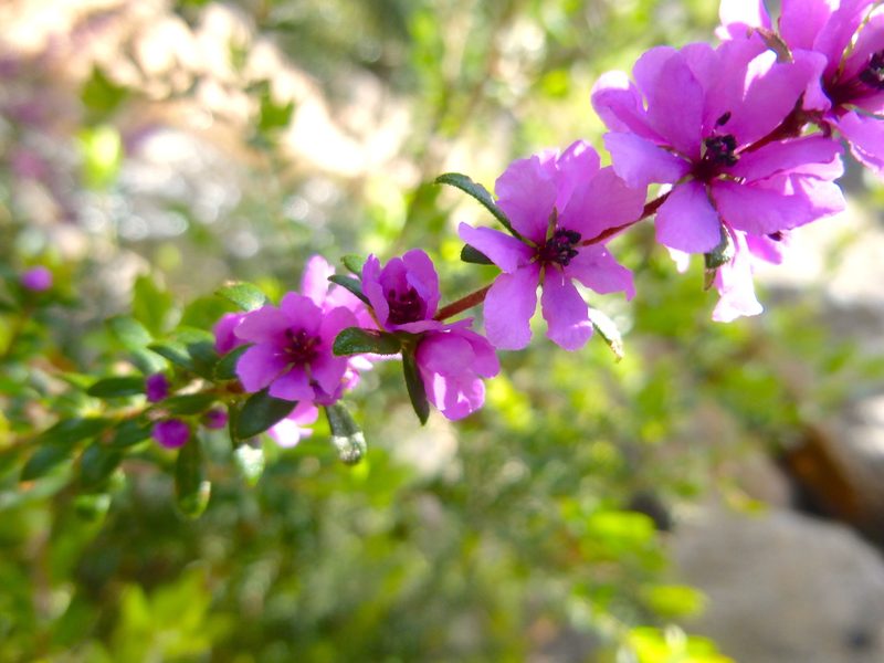 Bauera sessiliflora, photographed by Kiri Bee