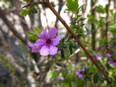 Bauera sessiliflora, photographed by Kiri Bee