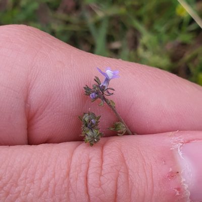 Linaria arvensis, photographed by Claudia Schipp