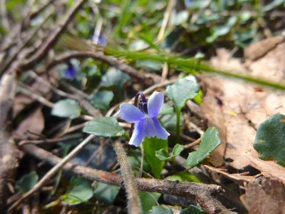 Viola sieberiana, photographed by Kiri Bee