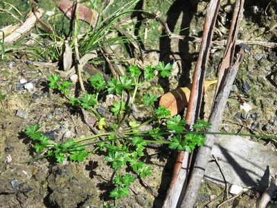 Hydrocotyle foveolata, photographed by Elspeth Swan
