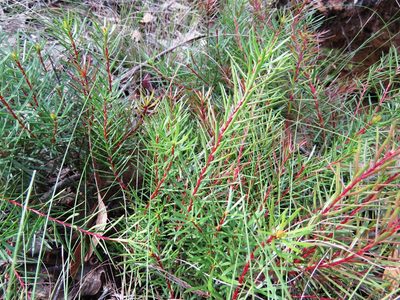 Persoonia chamaepeuce, photographed by Elspeth Swan