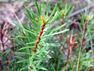 Persoonia chamaepeuce, photographed by Elspeth Swan