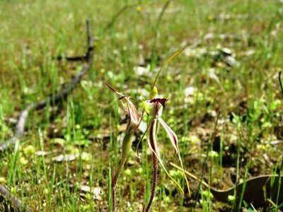 Caladenia parva, photographed by Elspeth Swan