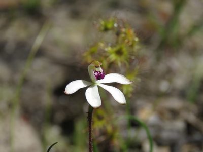 Caladenia cucullata, photographed by Elspeth Swan