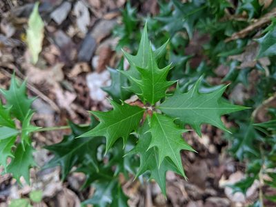 Osmanthus heterophyllus, photographed by Timur Kalininsky