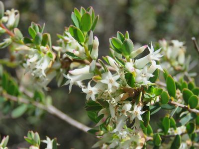 Brachyloma daphnoides, photographed by Elspeth Swan