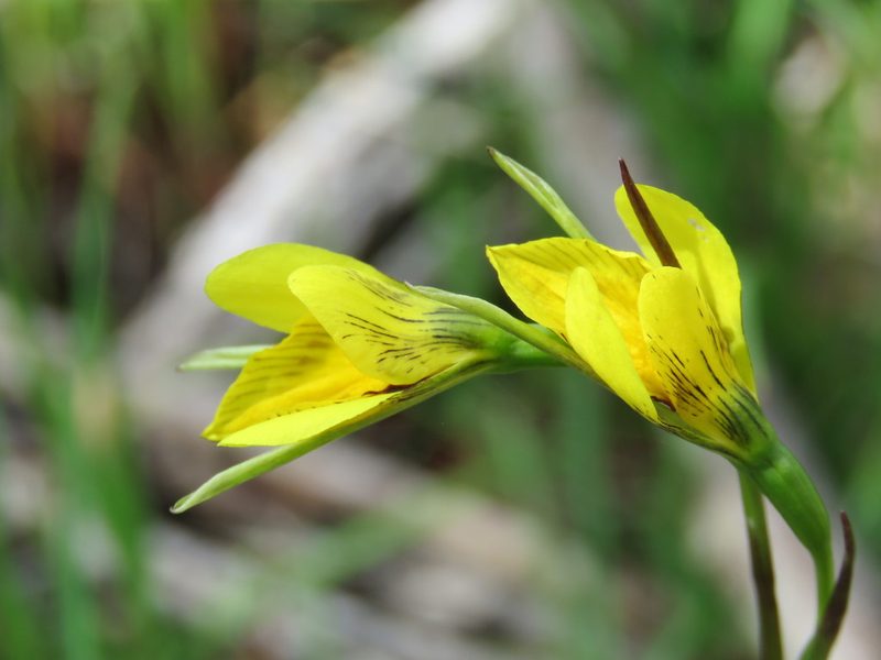 Diuris chryseopsis, photographed by Elspeth Swan