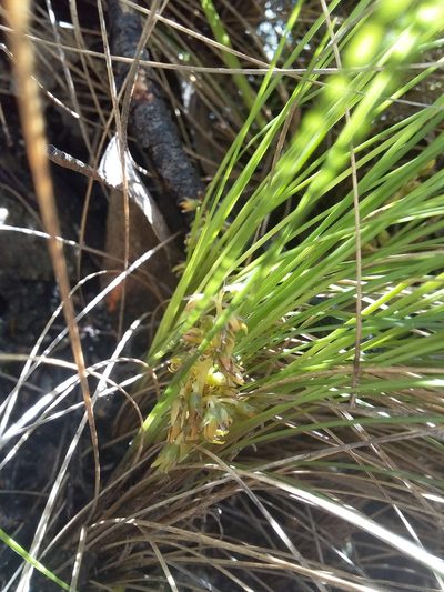 Lomandra fibrata, photographed by insiderelic
