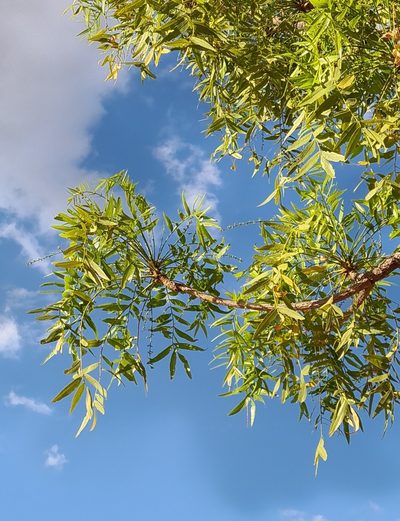 Owenia vernicosa, photographed by Ben Lewis